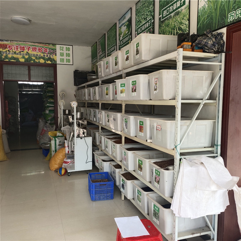 新草花种籽 重瓣太阳花种子 发芽率好 提供种植技术 量小可快递