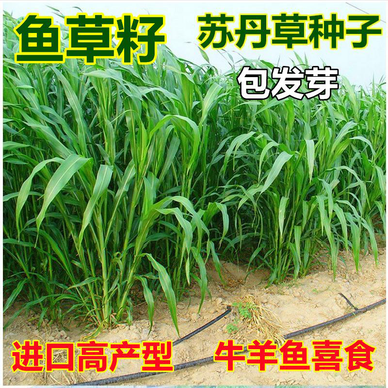 高丹王草种籽苏丹草草籽杂交四季高产养殖猪牛羊兔鱼草牧草种子 高丹王草种籽苏丹草草籽杂交四季高产养殖猪牛羊兔鱼草牧草种子