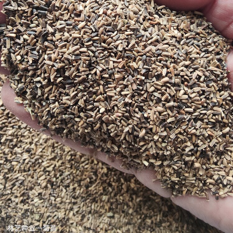 基地出售菊苣种子 牛羊家禽食用四季牧草 生长迅速 适应性强 基地出售菊苣种子 牛羊家禽食用四季牧草 生长迅速 适应性强