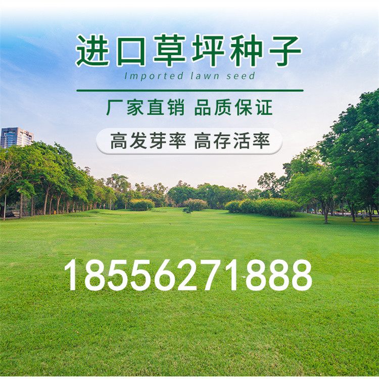 批发田菁种子碱青涝豆 田箐牧草种子耐涝耐旱耐盐碱 高产适应性好