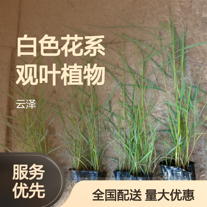 芦苇种苗 白色花系观叶植物 喜阳多芽 全国露地栽培适用