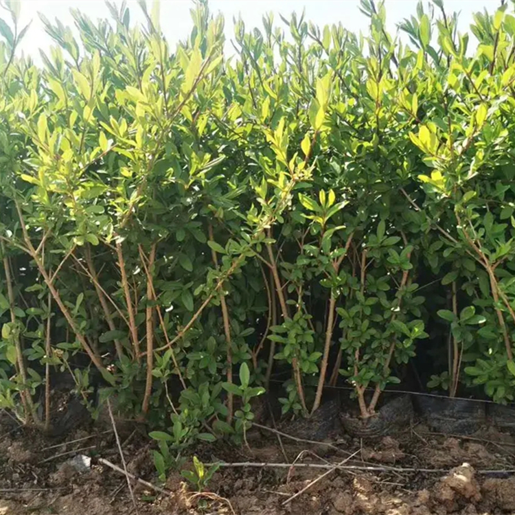 金叶水腊30-80公分 园林绿化工程用苗 规格齐全 量大自产自销 金叶水腊30-80公分 园林绿化工程用苗 规格齐全 量大自产自销