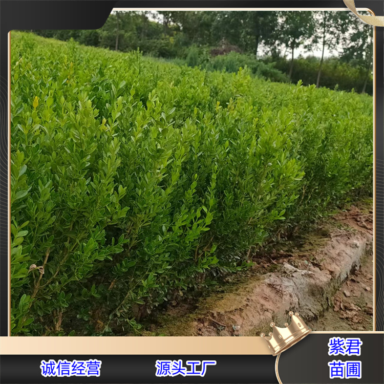 朝鲜黄杨 常绿阔叶灌木耐寒易成活根系发达可做绿篱 朝鲜黄杨 常绿阔叶灌木耐寒易成活根系发达可做绿篱
