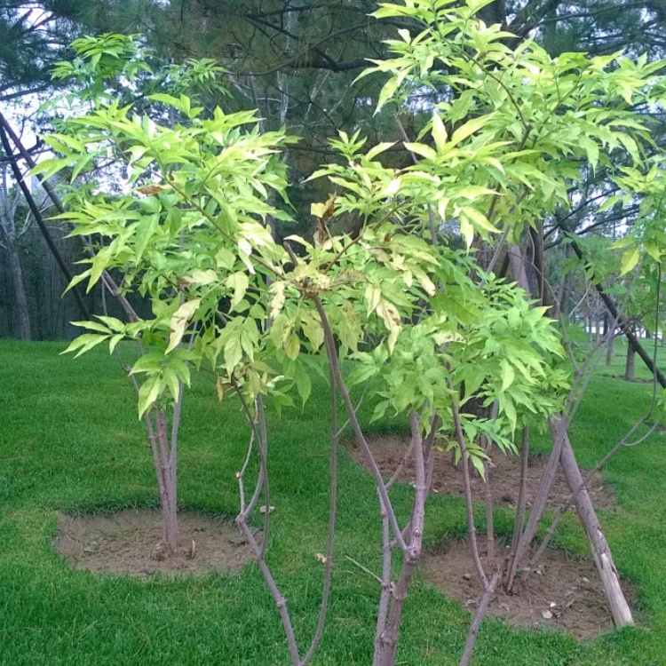 金叶接骨木 耐寒耐旱盆栽花境配置观赏庭院彩叶观赏灌木抗污染 金叶接骨木 耐寒耐旱盆栽花境配置观赏庭院彩叶观赏灌木抗污染