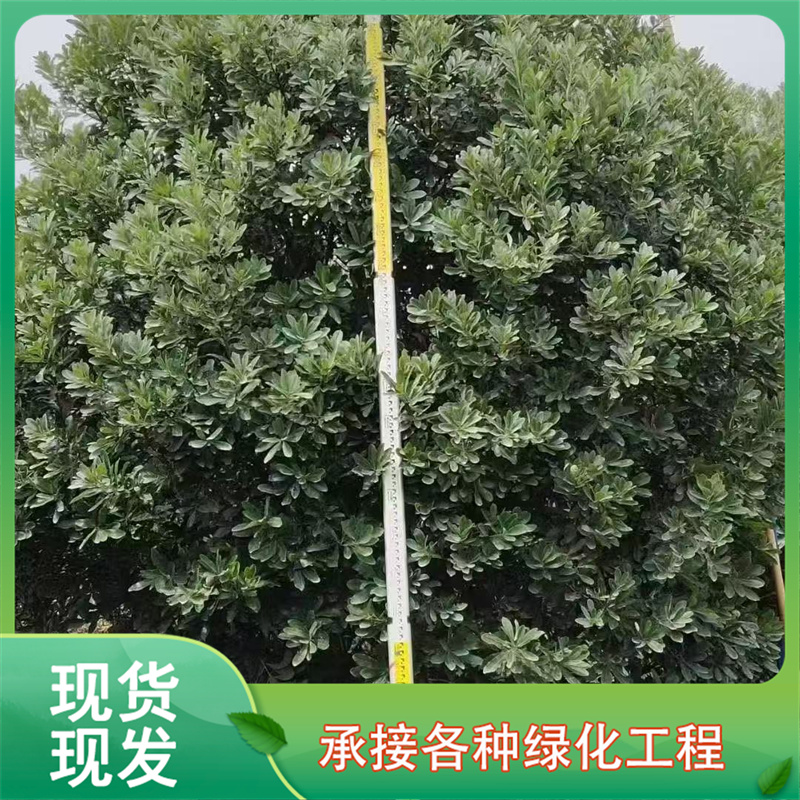 杨梅盆景 观果闻香 观赏食用两用 庭院阳台盆栽