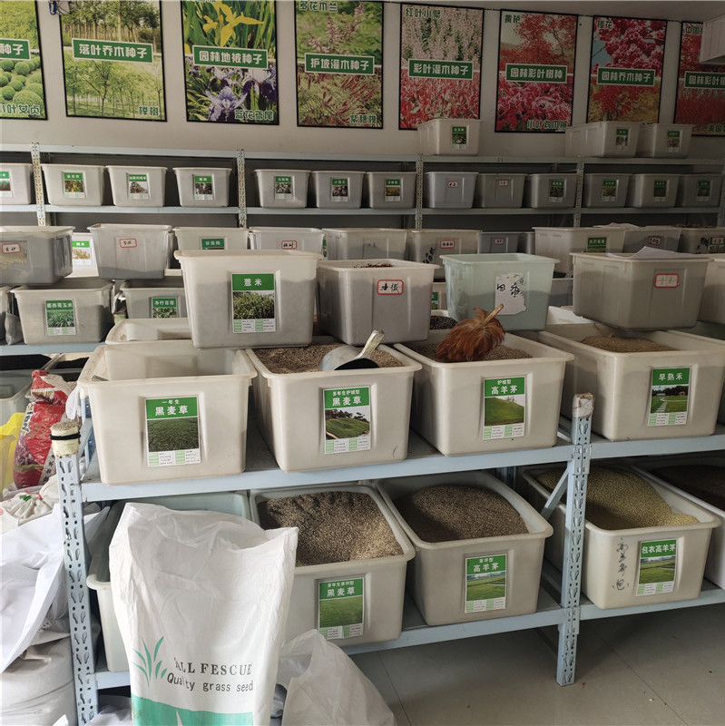 新采林木种籽 杉木种子 发芽率好 量小可快递 提供种植技术 新采林木种籽 杉木种子 发芽率好 量小可快递 提供种植技术