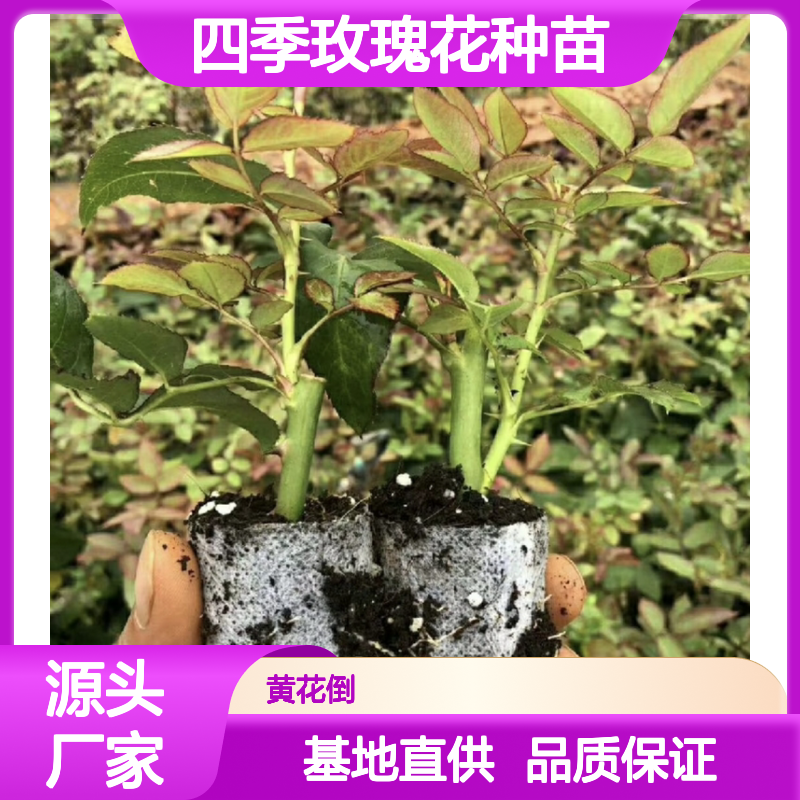 四季玫瑰种植基地 优质种苗批发 多次开花 香气浓郁 四季玫瑰种植基地 优质种苗批发 多次开花 香气浓郁