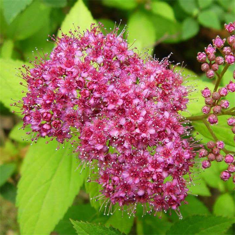 金焰绣线菊花园花镜点缀苗木 绿化造景栽植 园林造型观赏
