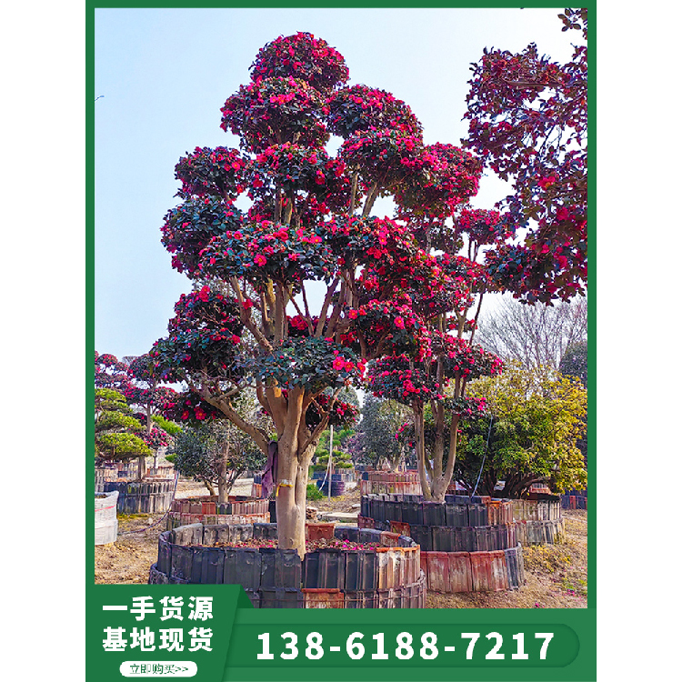 别墅绿化造景 日本造型茶梅 中农进口花园植物