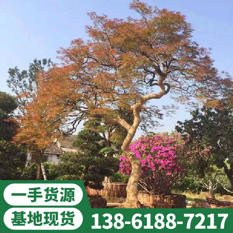 庭院别墅观赏植物 日本进口羽毛枫 树型优美 基地供应 庭院别墅观赏植物 日本进口羽毛枫 树型优美 基地供应