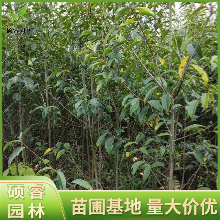 基地出售红果冬青小苗 精品红果冬青树 大小规格 园林绿化