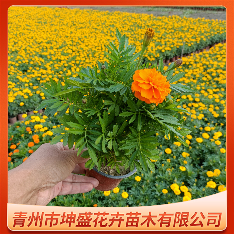 橘红孔雀草批发 常年供应 景观效果好 开花繁盛 橘红孔雀草批发 常年供应 景观效果好 开花繁盛