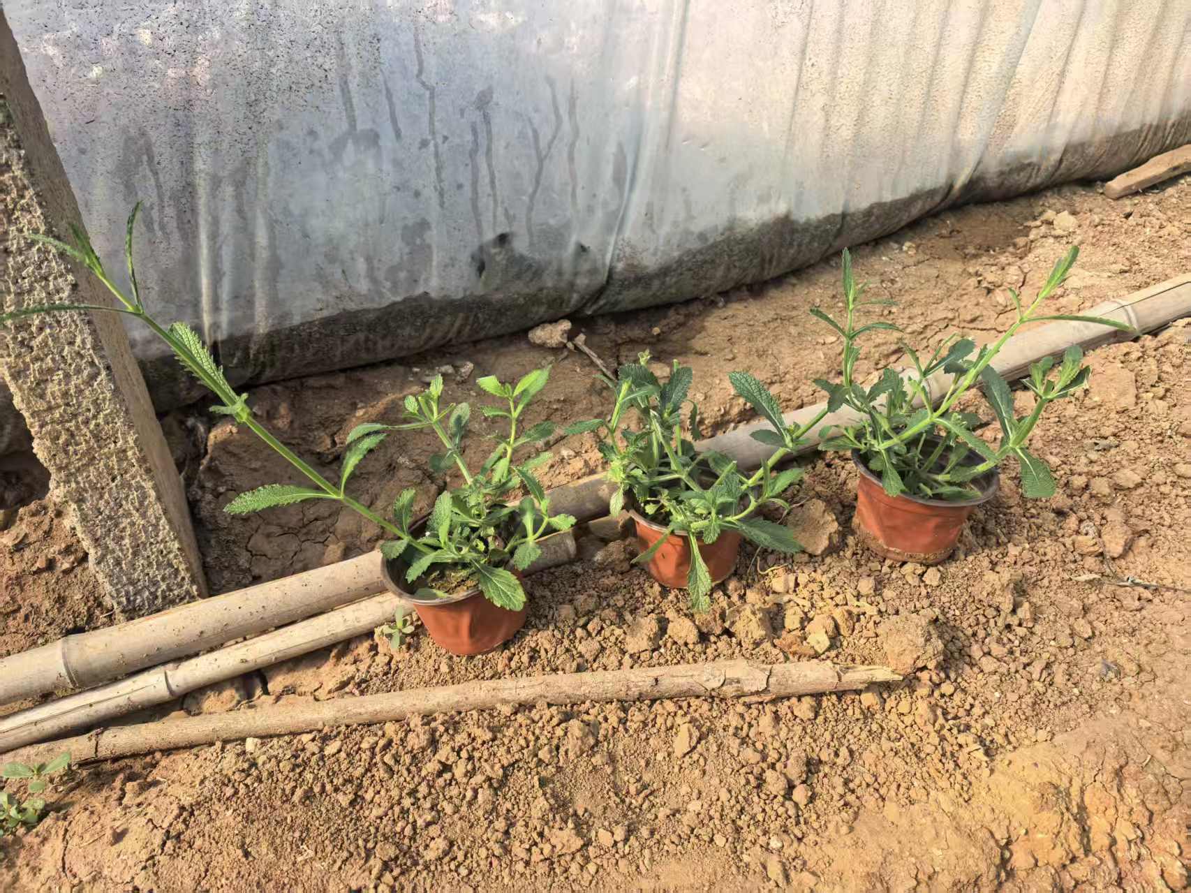 卓赫基地出售 柳叶马鞭草 耐寒 市政景区观赏花卉 品质好 卓赫基地出售 柳叶马鞭草 耐寒 市政景区观赏花卉 品质好