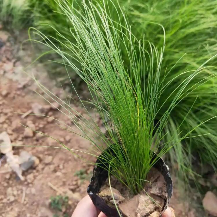 墨西哥羽毛草 细茎针茅 冷季型绿化观赏草 根系好易成活 露天栽培 墨西哥羽毛草 细茎针茅 冷季型绿化观赏草 根系好易成活 露天栽培
