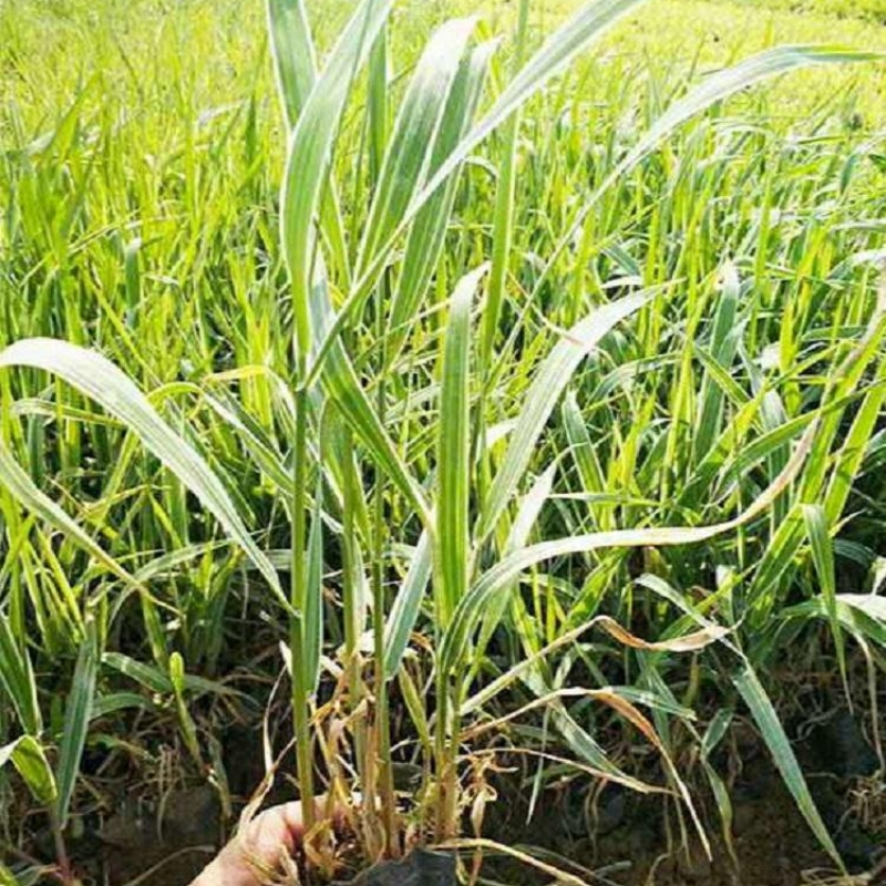 玉带草小苗批发丝带草牲畜喜食的优良牧草 再生力强 绿化工程栽植 玉带草小苗批发丝带草牲畜喜食的优良牧草 再生力强 绿化工程栽植