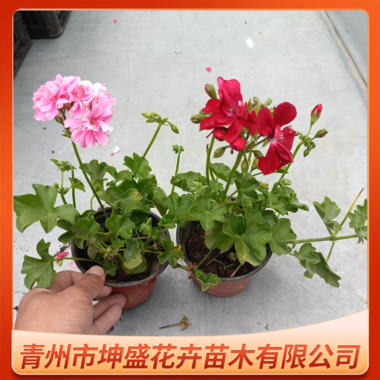 垂吊天竺葵盆栽小苗 景区用工程苗批发 可露地栽植 垂吊天竺葵盆栽小苗 景区用工程苗批发 可露地栽植