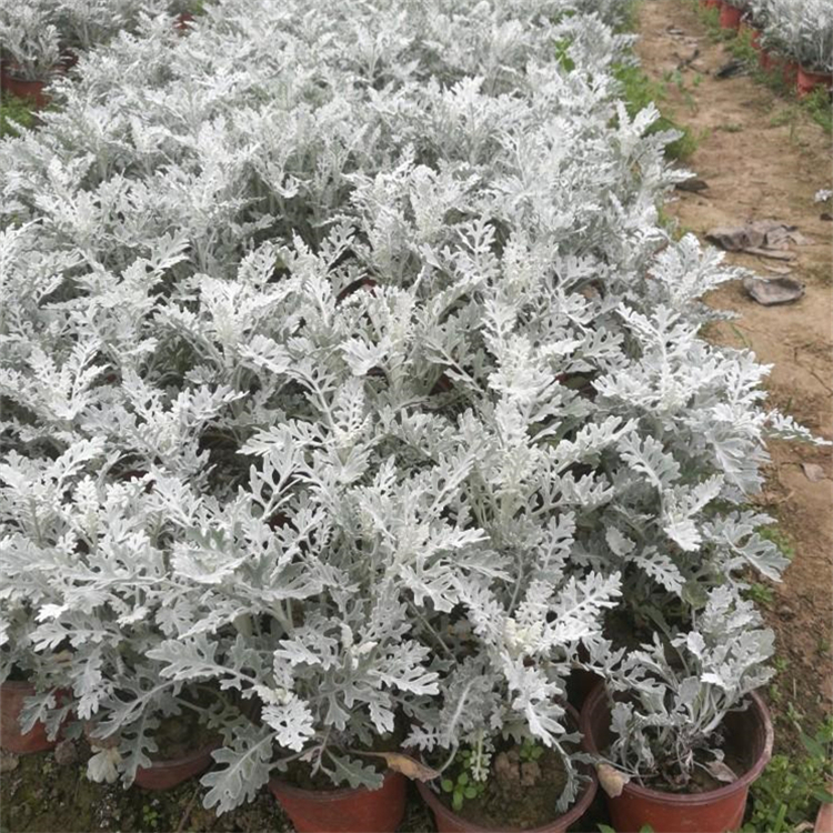 基地供应银叶菊小苗 花坛镶边植物材料 观叶银白色 耐寒耐旱