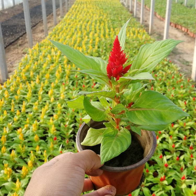 城市园林绿化用鸡冠花 一年生时令草花 坤盛花卉供应 城市园林绿化用鸡冠花 一年生时令草花 坤盛花卉供应