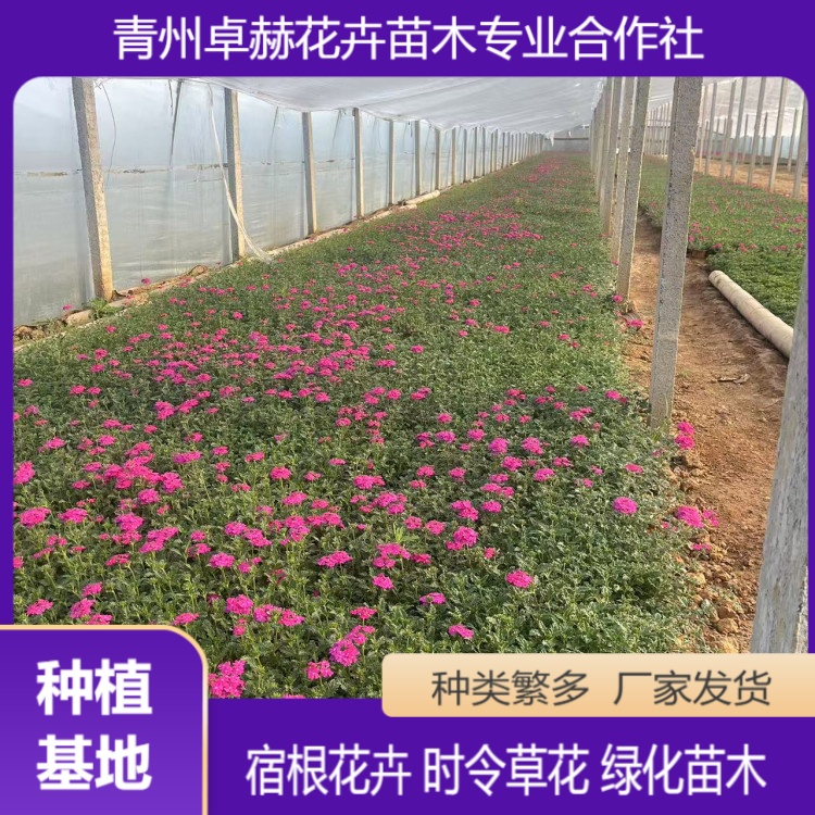 卓赫种植基地 细叶美女樱 多年生草本 多规格 量大发货速度快