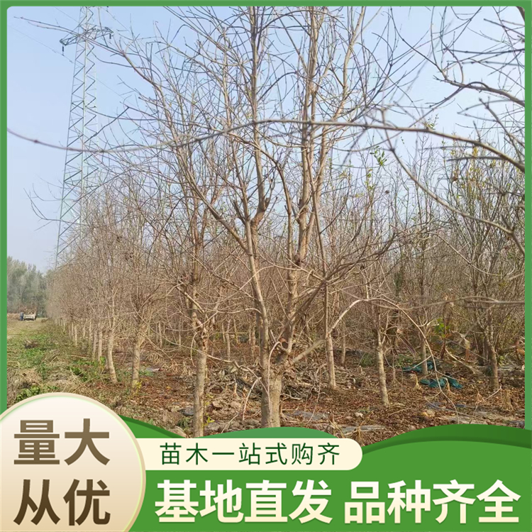 品种齐全 成活率高 采摘方便 成品苗 突尼斯软籽石榴树苗