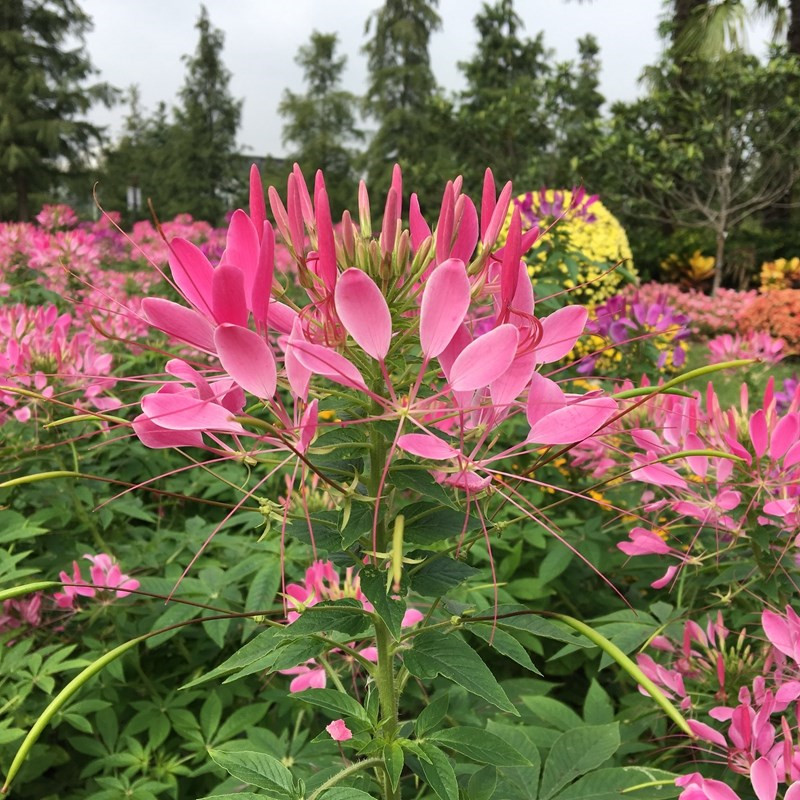 醉蝶花种子盆栽四季种开花夏季种阳台庭院花卉植物易种活 醉蝶花种子盆栽四季种开花夏季种阳台庭院花卉植物易种活