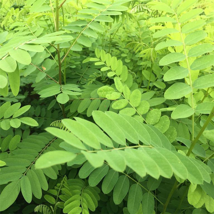 批发紫穗槐 高度80cm -2米 护坡造林 工程绿化 别墅小区公园观赏植物 批发紫穗槐 高度80cm -2米 护坡造林 工程绿化 别墅小区公园观赏植物