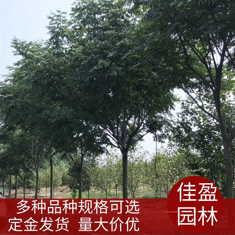 佳盈园林出售黄 山栾树 三季可观赏绿化树 栽培管理容易 货源充足 佳盈园林出售黄 山栾树 三季可观赏绿化树 栽培管理容易 货源充足