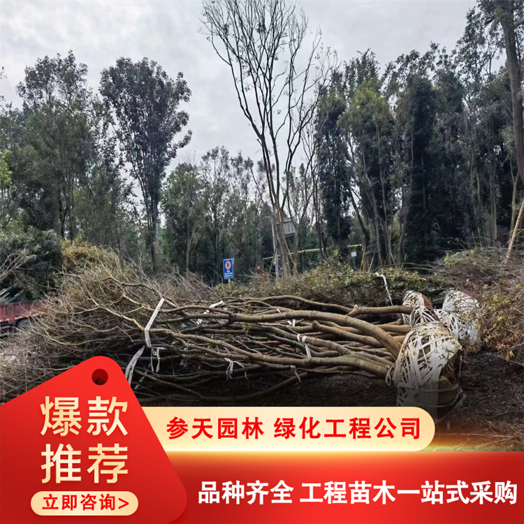 水杉树基地批发 8-10-12-15-18-20-25公分精品金叶水杉 树 水杉树基地批发 8-10-12-15-18-20-25公分精品金叶水杉 树