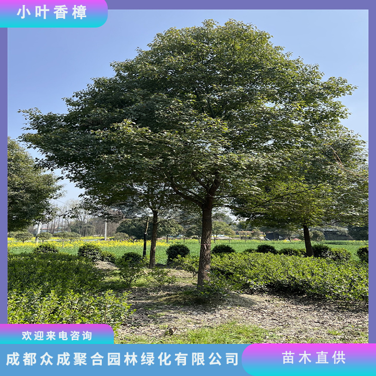 精品香樟 10公分至20公分 市政景观树 众成聚合直发 精品香樟 10公分至20公分 市政景观树 众成聚合直发