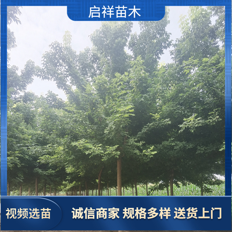 16公分金叶复叶槭 绿化风景庭院观赏复叶槭 适应性强 16公分金叶复叶槭 绿化风景庭院观赏复叶槭 适应性强