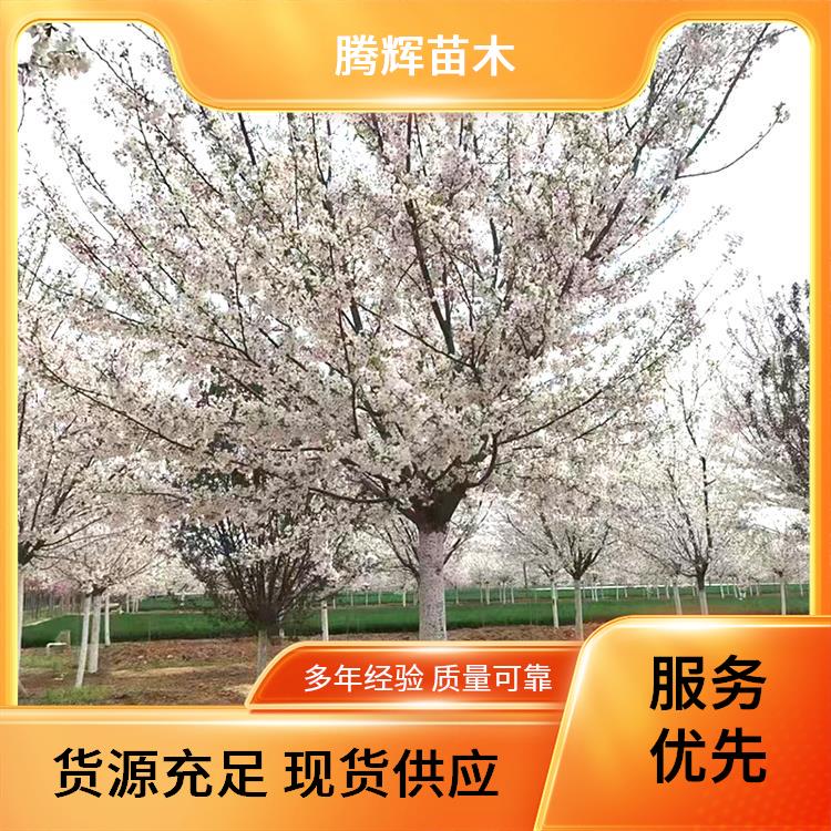 腾辉苗木 公园道路行道早樱树 12公分樱花 易成活生长快 现挖现发