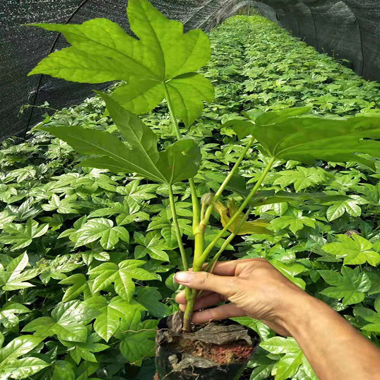八角金盘 1-3公分 耐阴耐寒植物 七棵树工程苗批发 常绿观赏性好 八角金盘 1-3公分 耐阴耐寒植物 七棵树工程苗批发 常绿观赏性好