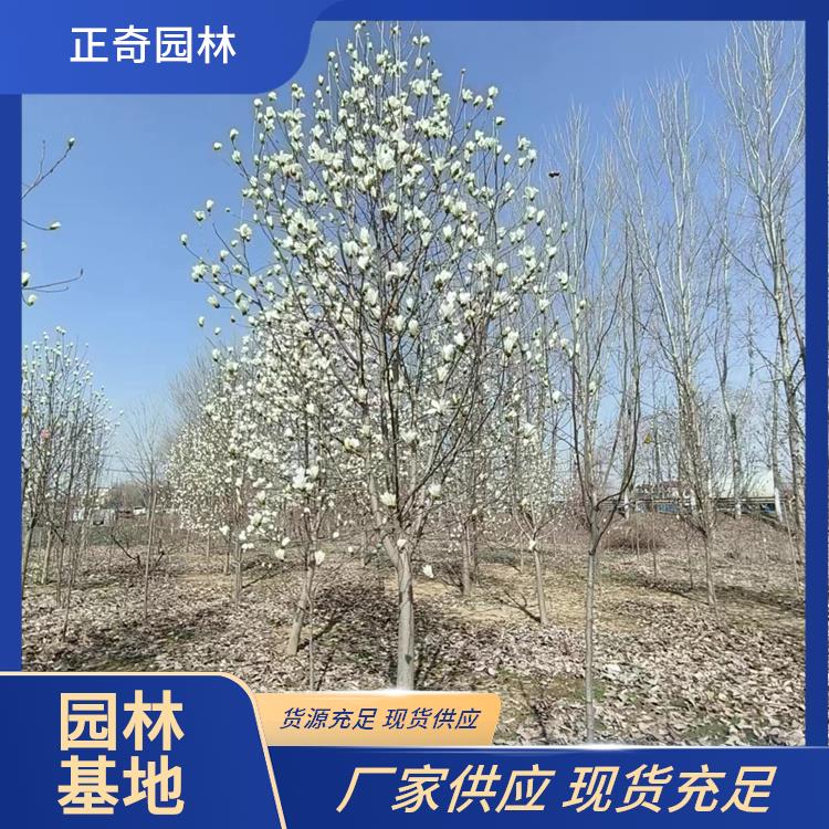 8公分二乔玉兰 公园绿化 现货直发 正奇园林 庭院观赏行道树 8公分二乔玉兰 公园绿化 现货直发 正奇园林 庭院观赏行道树