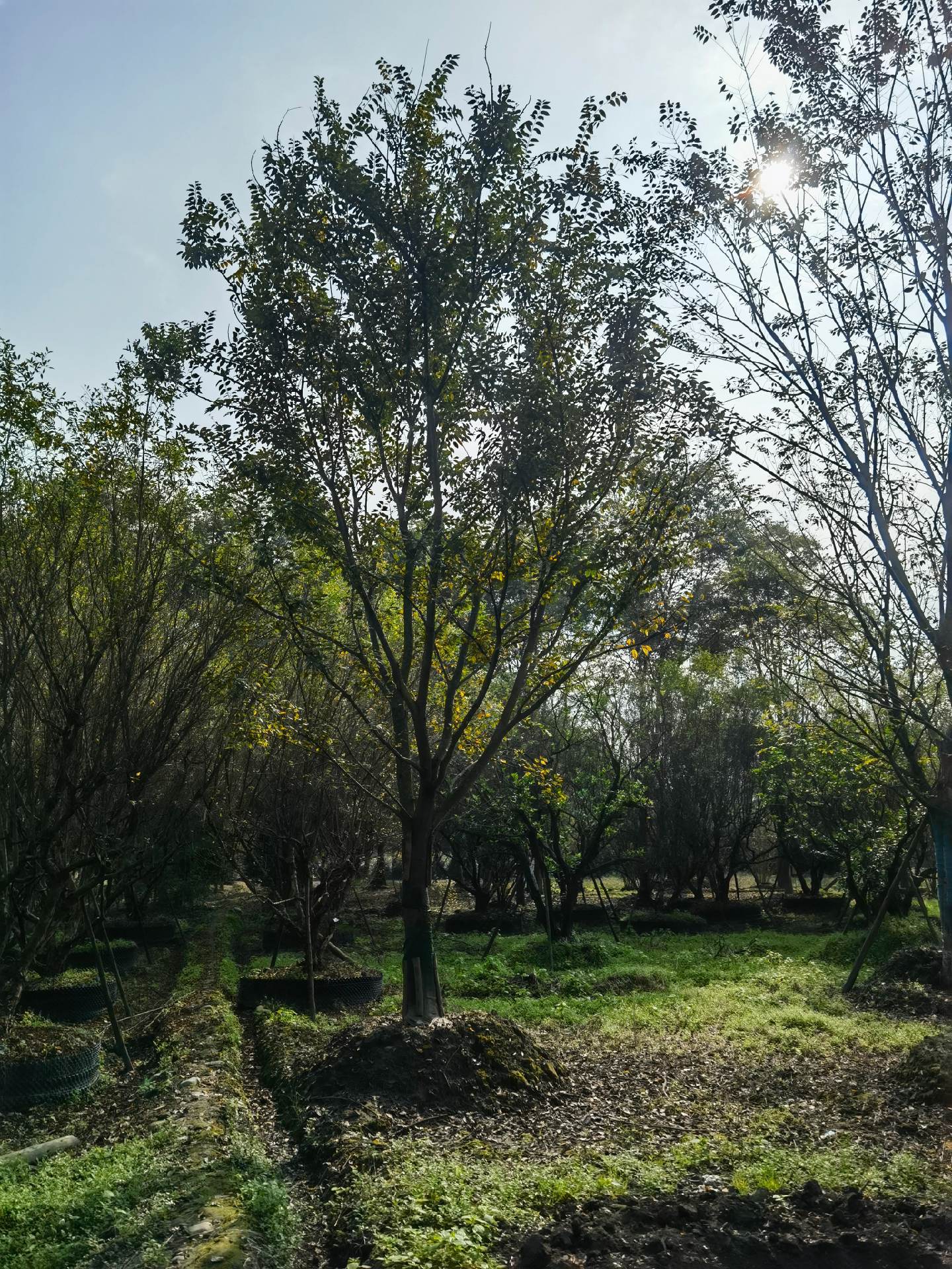 朴树基地批发 丛生朴 树规格齐全 熟货 五杆拼栽 公园景点景观 苗圃直发 朴树基地批发 丛生朴 树规格齐全 熟货 五杆拼栽 公园景点景观 苗圃直发