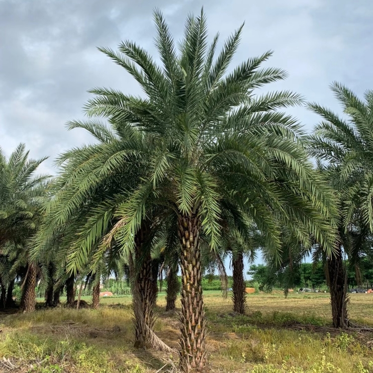 中东海枣树 丛生移植苗 公园美化 易养活 行道树景观庭院 园林绿化