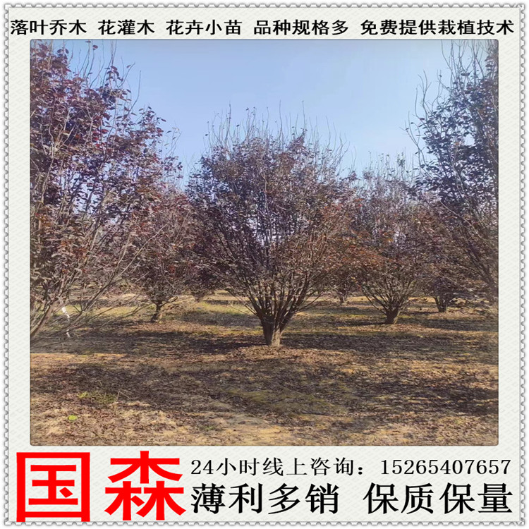 高杆 低分支紫叶李 丛生红叶李 太阳李 园林绿化观赏树 国森大量出售 高杆 低分支紫叶李 丛生红叶李 太阳李 园林绿化观赏树 国森大量出售