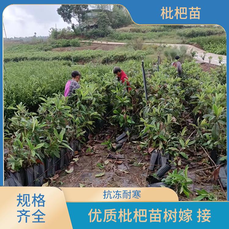 大五星枇杷苗 观叶观果植物 创利 技术支持 耐寒耐热易种植 大五星枇杷苗 观叶观果植物 创利 技术支持 耐寒耐热易种植