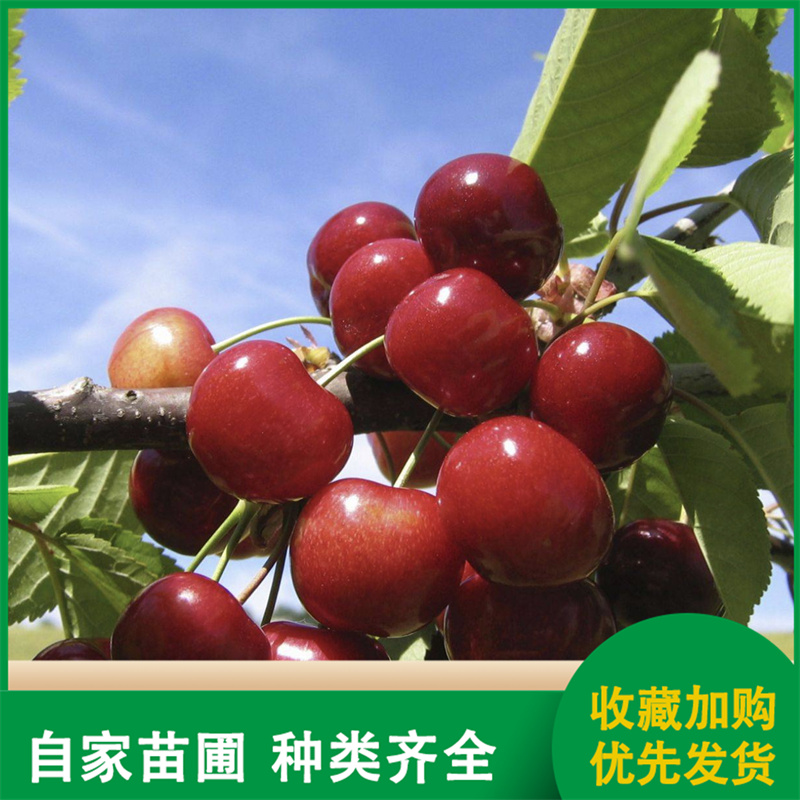 口感鲜美 黑珍珠大樱桃苗 南北方移植苗 现挖现卖 口感鲜美 黑珍珠大樱桃苗 南北方移植苗 现挖现卖