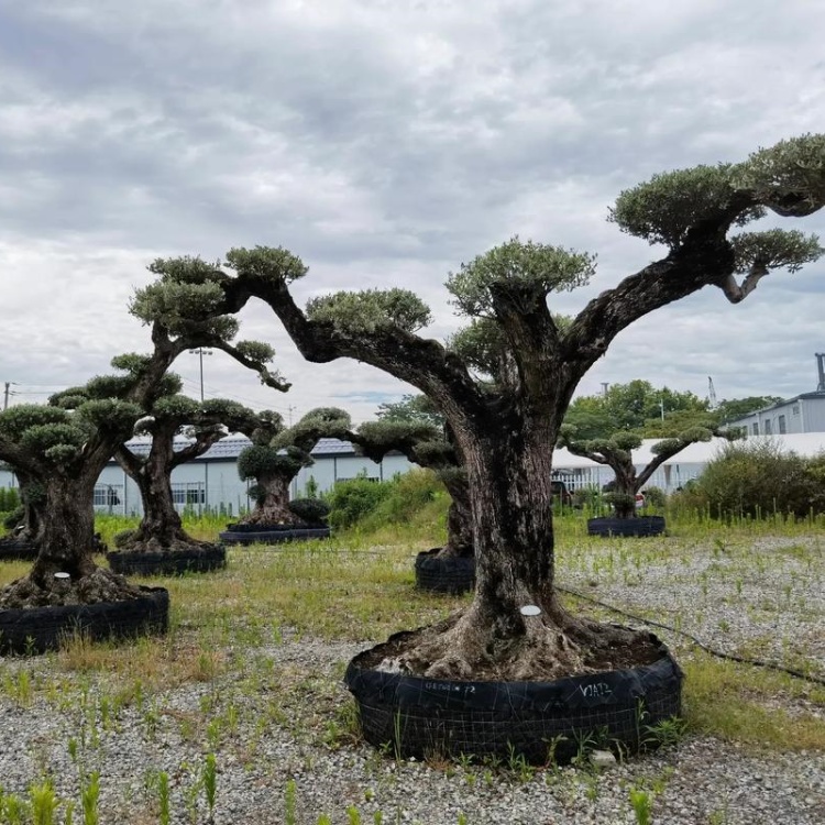 基地批发精品西班牙油橄榄树盆景老桩种植 观赏价值高景区行道风景 基地批发精品西班牙油橄榄树盆景老桩种植 观赏价值高景区行道风景