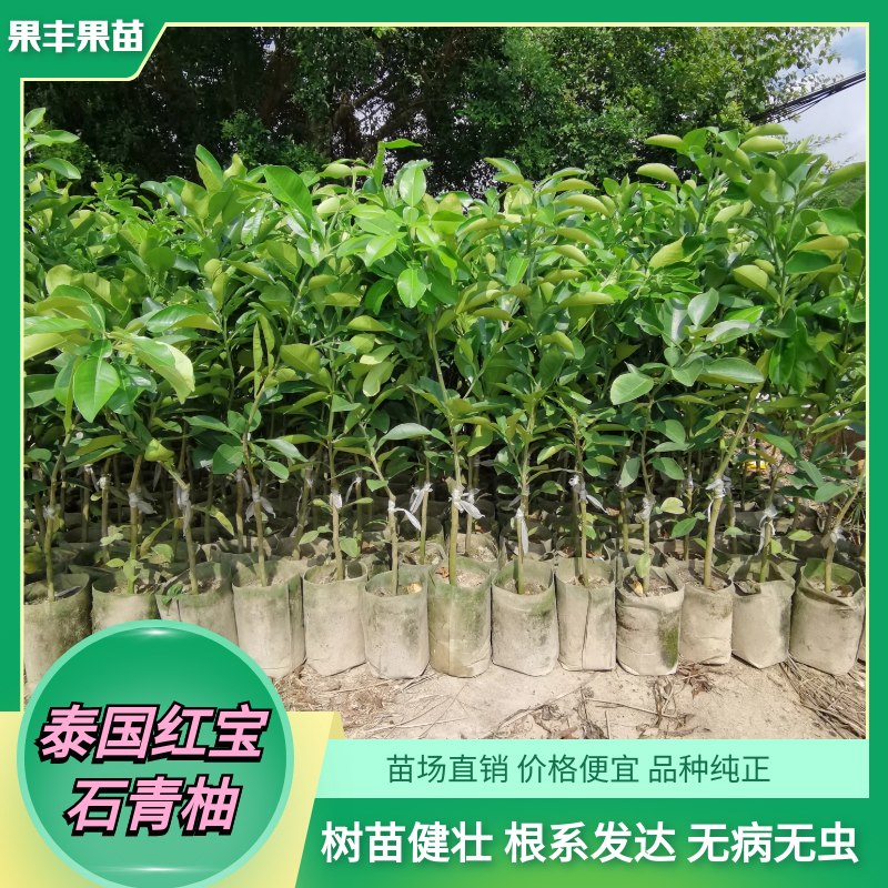 国内适合种植泰国红宝石青柚苗地方 果丰果苗