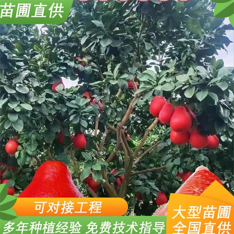 泰国暹罗红柚苗 红皮红心红香柚果树苗 单果2~3斤 基地现货 泰国暹罗红柚苗 红皮红心红香柚果树苗 单果2~3斤 基地现货