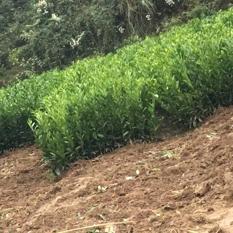 三红蜜柚苗基地 批发三红蜜柚 三红蜜柚苗 三红蜜柚苗基地 批发三红蜜柚 三红蜜柚苗