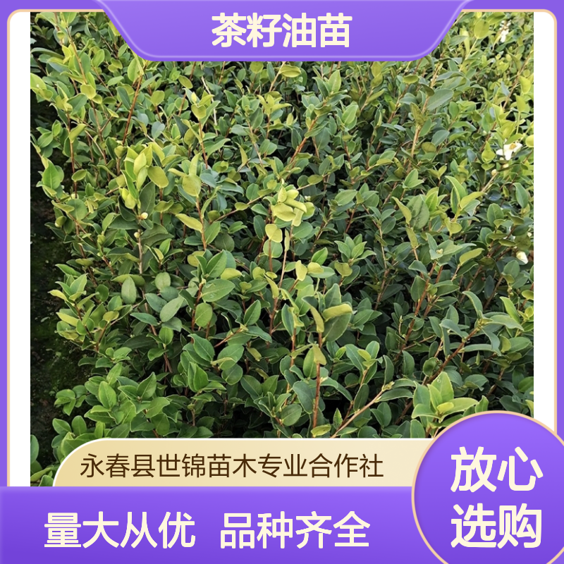 基地直供 多年生高产嫁接茶籽油苗 根系发达果大皮薄出油高 基地直供 多年生高产嫁接茶籽油苗 根系发达果大皮薄出油高