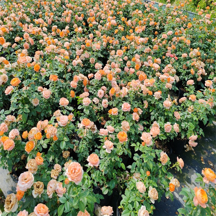 果汁阳台月季 四季开花 浓香橙色玫瑰花 苗圃直售 果汁阳台月季 四季开花 浓香橙色玫瑰花 苗圃直售