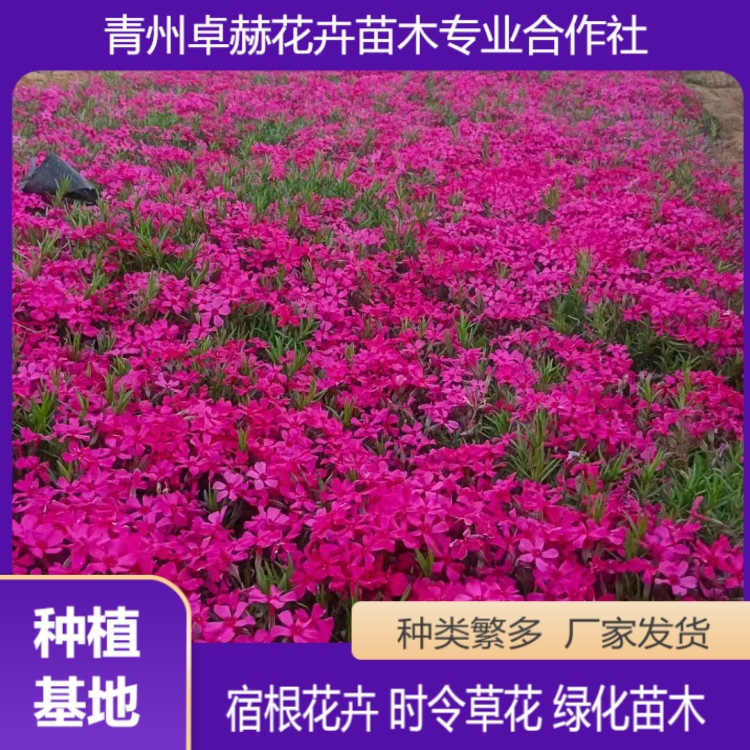丛生福禄考 芝樱 园林景区种植观赏 品质好 基地自产自销 丛生福禄考 芝樱 园林景区种植观赏 品质好 基地自产自销