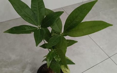 发财树为什么叫发财树？揭秘名称由来与招财养护指南