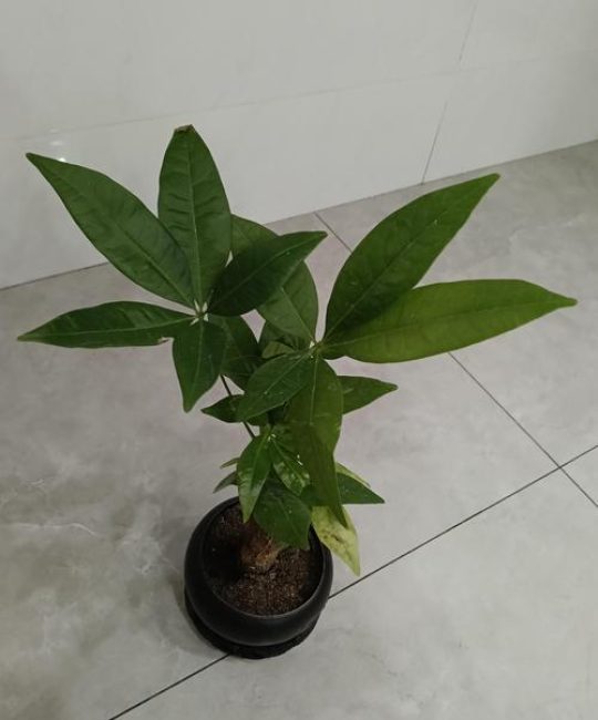 发财树为什么叫发财树？揭秘名称由来与招财养护指南