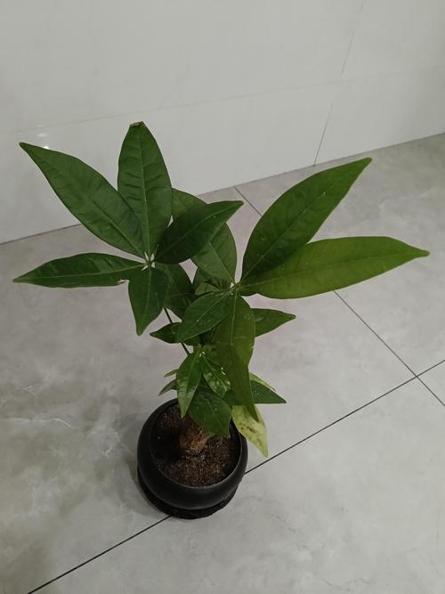 发财树为什么叫发财树?揭秘名称由来与招财养护指南 发财树为什么叫发财树?揭秘名称由来与招财养护指南