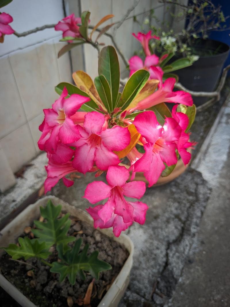 有叶不开花开花不见叶打一植物?先花后叶植物的养护诊断与解决方法 常见错误