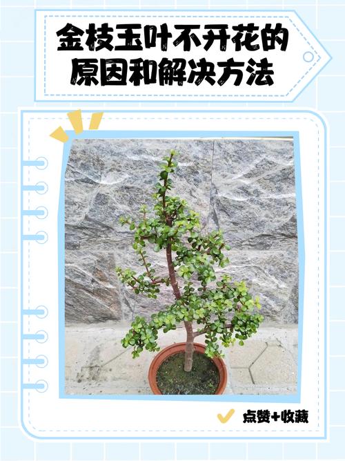 有叶不开花开花不见叶打一植物?先花后叶植物的养护诊断与解决方法 FAQ